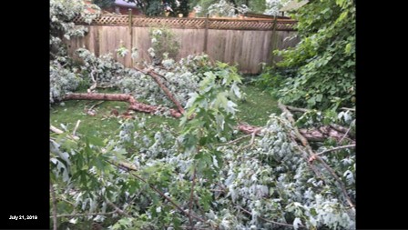 Downed trees in backyard