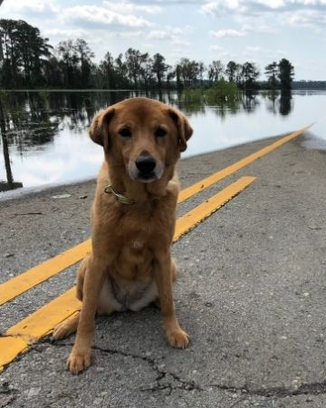 Sad dog on flooded road 